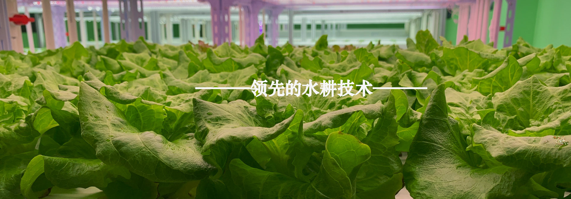 &#112;&#103;&#30005;&#23376;&#27169;&#25311;&#22120;&#40;&#35797;&#29609;&#28216;&#25103;&#41;&#23448;&#26041;&#32593;&#31449;